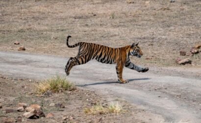 Running tiger in tiger cirucuit tour in MP India