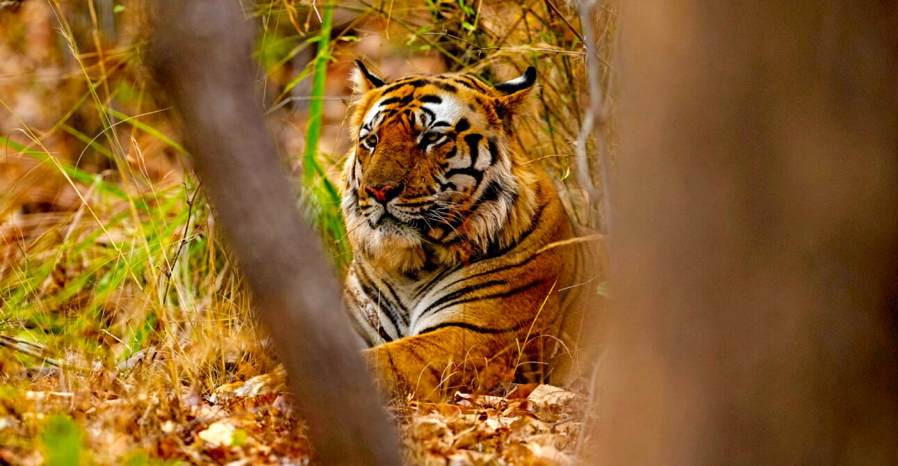 Beyond the Tiger: Discovering the Soul of Indian Wildlife