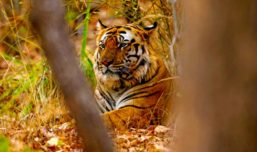 Beyond the Tiger: Discovering the Soul of Indian Wildlife