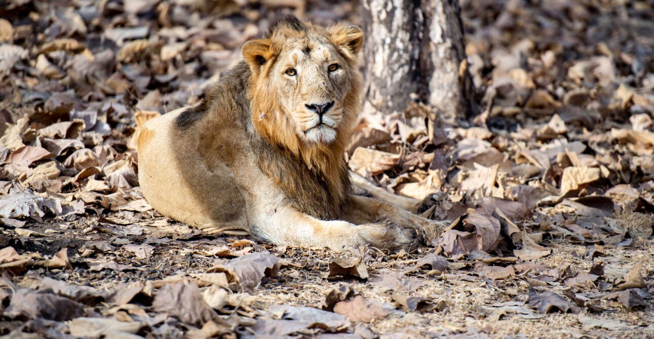 Why to Choose India Over Africa for Your Next Wildlife Destination?