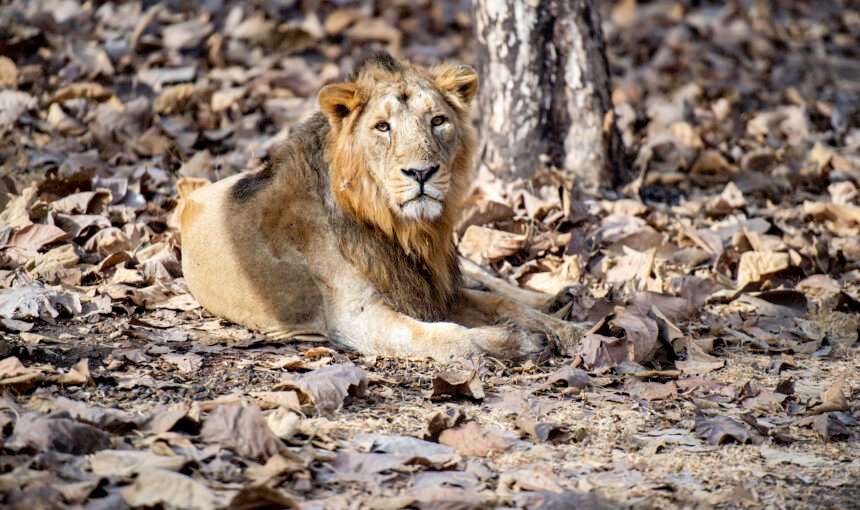 Why to Choose India Over Africa for Your Next Wildlife Destination?