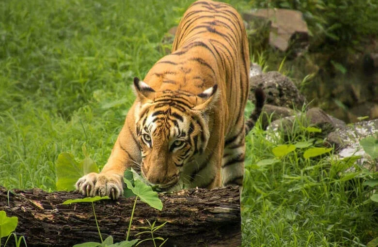 The Bengal Tiger