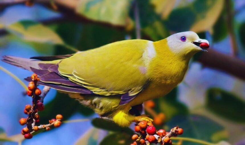 Yellow Footed Green Pigeon