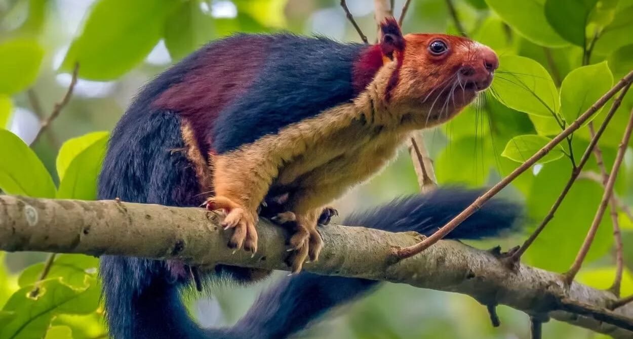 Malabar Giant Squirrel