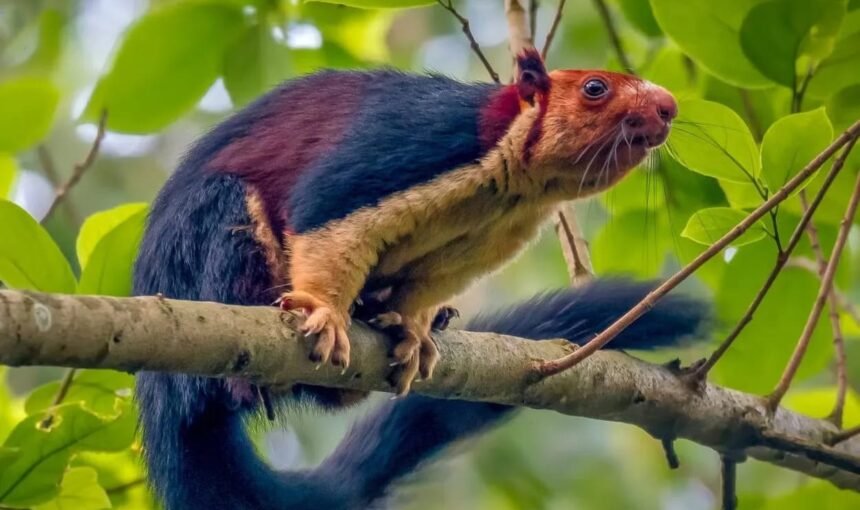 Malabar Giant Squirrel
