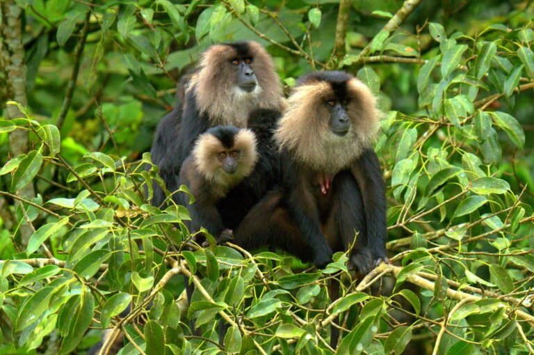 Lion Tailed Macaque