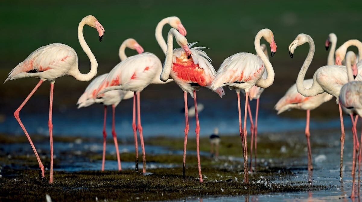 Flamingoes