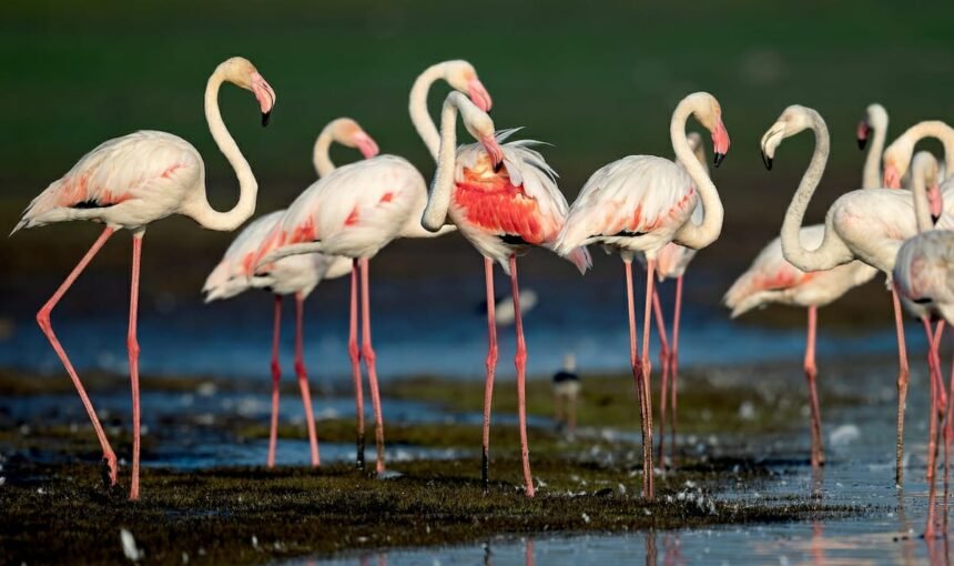 Flamingoes