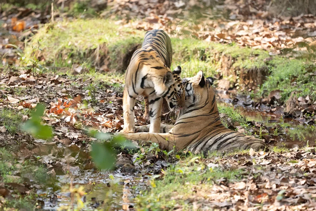 Sanjay Dubri Tiger Reserve