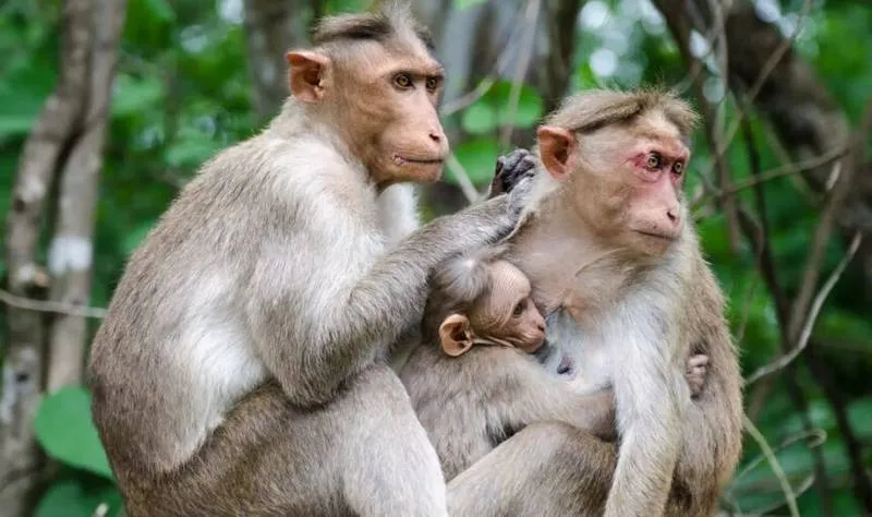 Bonnet macaque family with infant nursing and grooming behavior in southern India forest, endemic primate species wildlife photography