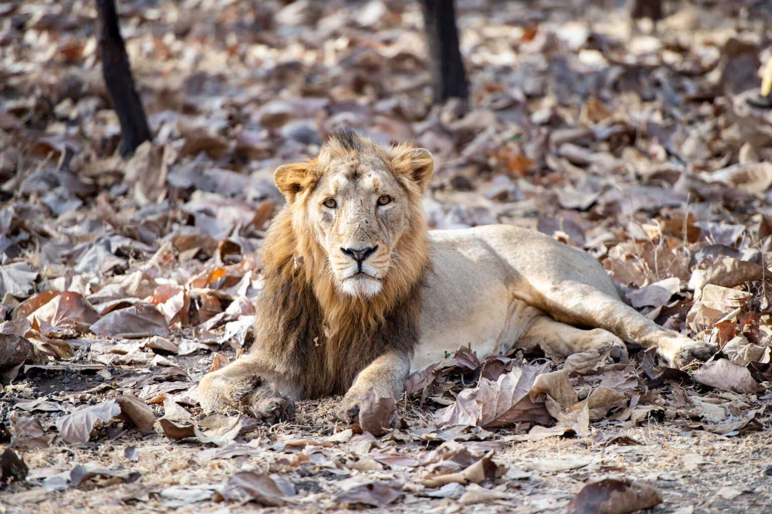 information-GIR-LION-safaris-from-australia