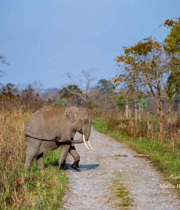 Male Asian elephant with tusks crossing forest road at Manas National Park, Assam, India
