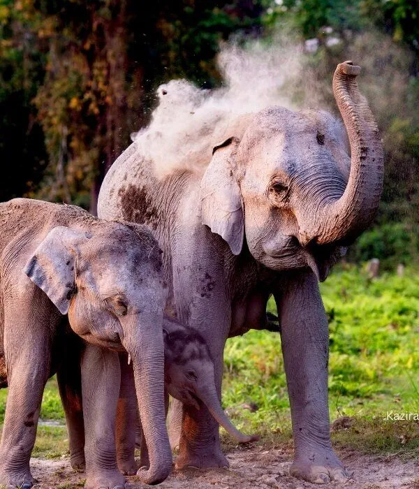 Asian elephant family dust bathing behavior in Kaziranga National Park, Assam, India wildlife sanctuary