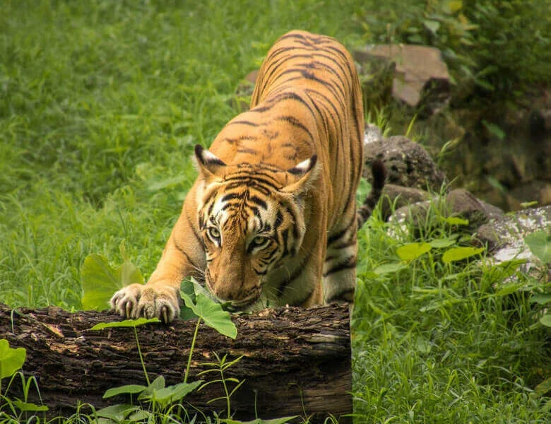 Bengal tiger stretching over fallen log in lush green forest at Indian tiger reserve, endangered species wildlife photography safari
