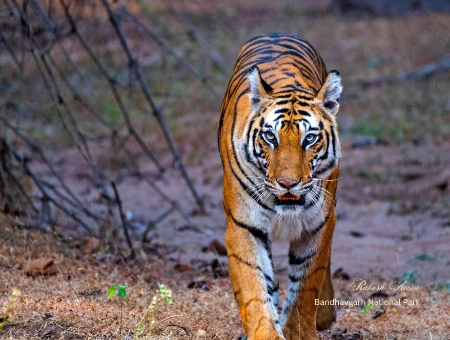 Bengal tiger walking on forest path at Bandhavgarh National Park, India during wildlife safari