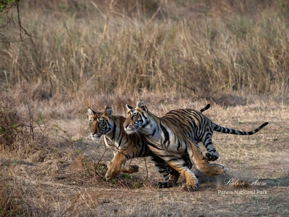 Two Bengal tigers running together through dry grassland at Panna National Park, Madhya Pradesh