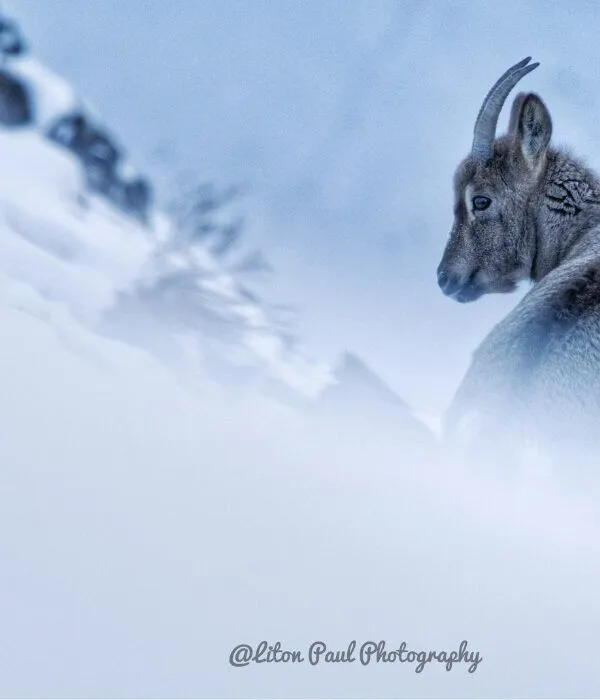 Blue sheep (bharal) in snowy mountain habitat, primary prey for snow leopards in Hemis National Park, Ladakh