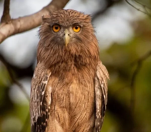 Brown fish owl with striking orange eyes perched on branch at Ranthambore or Jhalana reserves