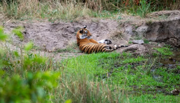 Central India Tiger Circuit