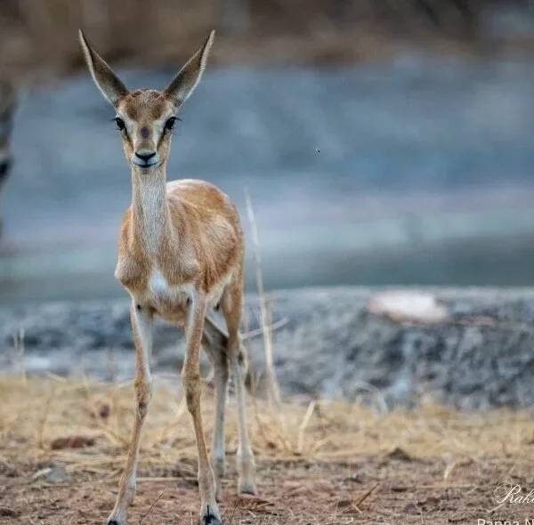 Young chinkara Indian gazelle standing alert near water at Panna National Park, Madhya Pradesh