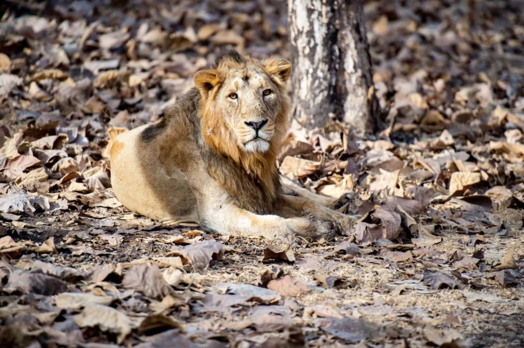 lion in gir forest india over africa jungles is choosen