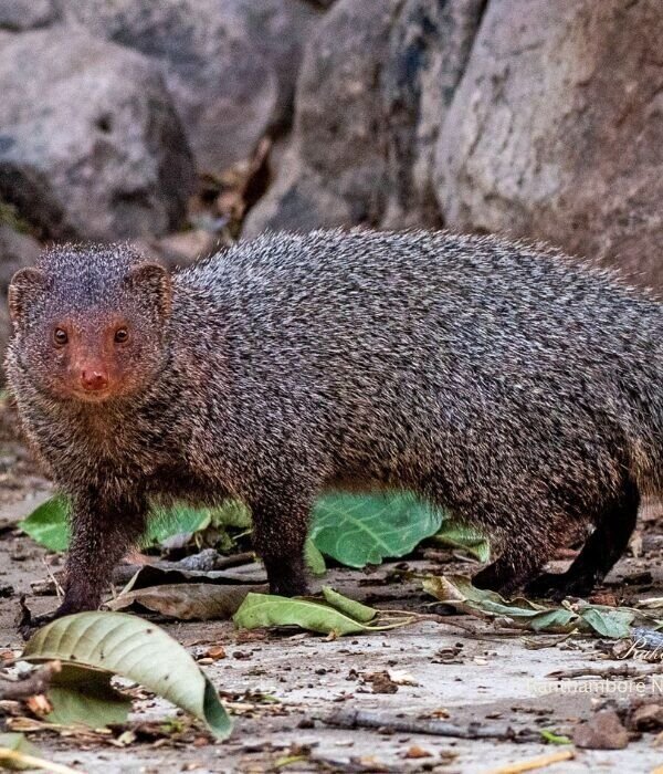 Common grey mongoose on forest floor at Ranthambore National Park, Rajasthan, India wildlife