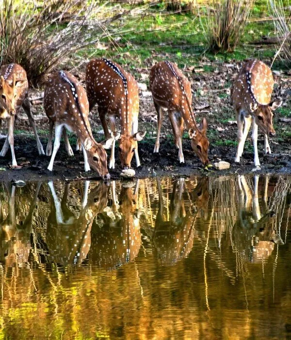 Herd of spotted deer (chital) drinking from waterhole with reflections at Ranthambore National Park