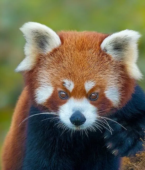Red panda facing camera showing distinctive white ear tufts, white facial mask, and black underbelly