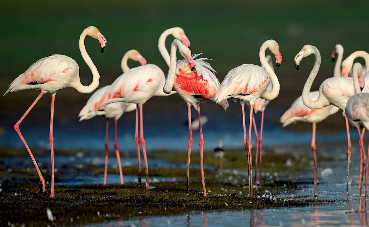 Flamboyance of greater flamingos with pink plumage standing in shallow wetland waters in India, bird photography wildlife safari tour