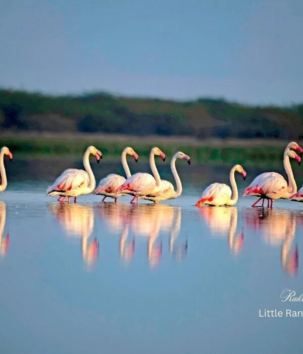 Flock of pink flamingos wading in shallow waters with reflections at Little Rann of Kutch