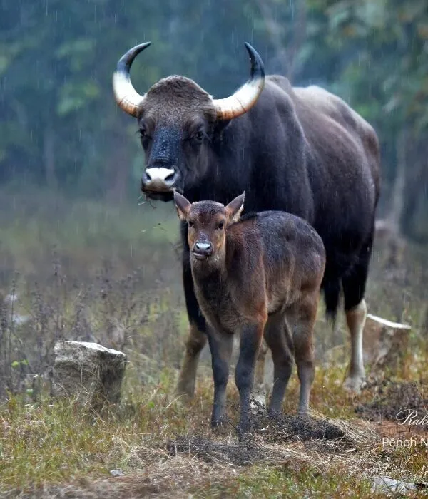Adult gaur (Indian bison) with calf in rain at Pench National Park, Madhya Pradesh, India