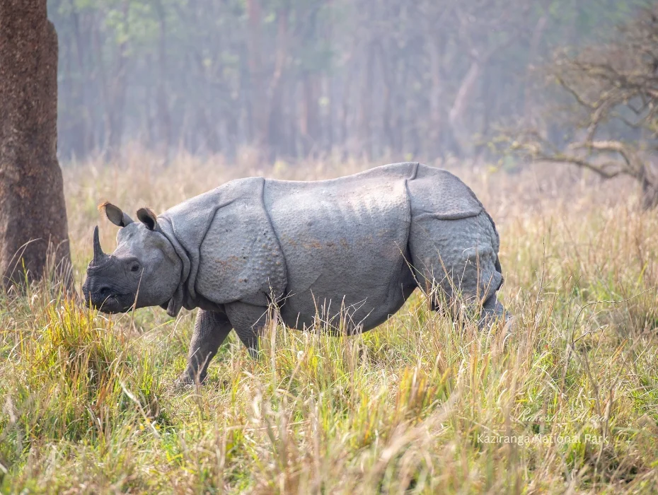 Greater One-horned Rhinoceros grazing in grasslands of Kaziranga National Park, Assam, India