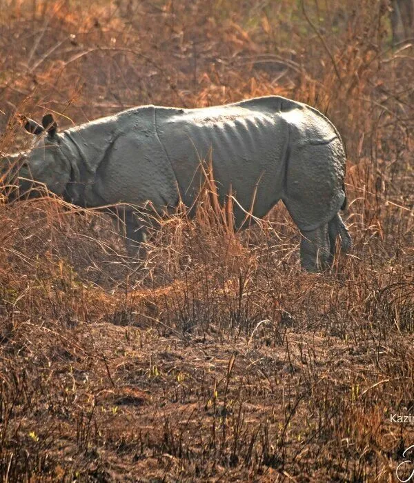 Greater one-horned rhinoceros grazing in dry grassland habitat at Kaziranga National Park Assam