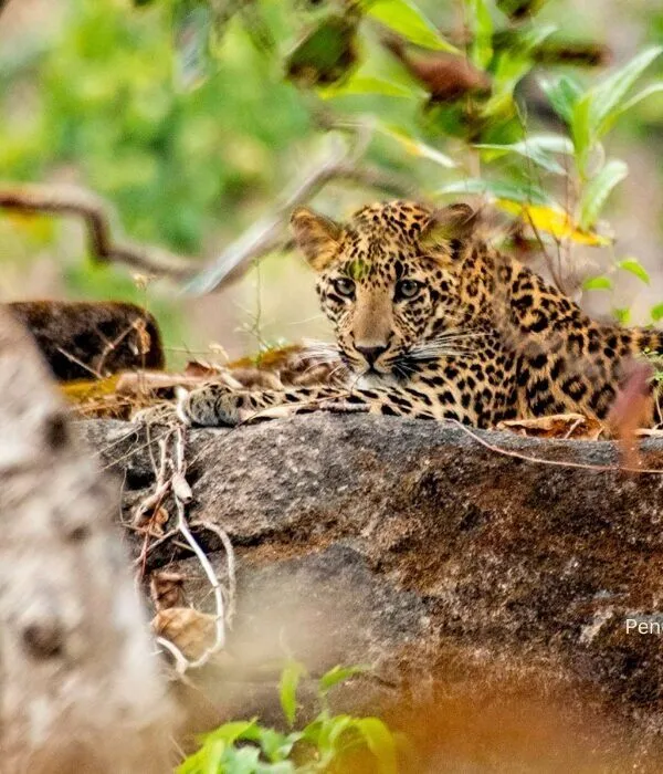 Indian leopard resting on rocky outcrop in Pench National Park forest during wildlife tour