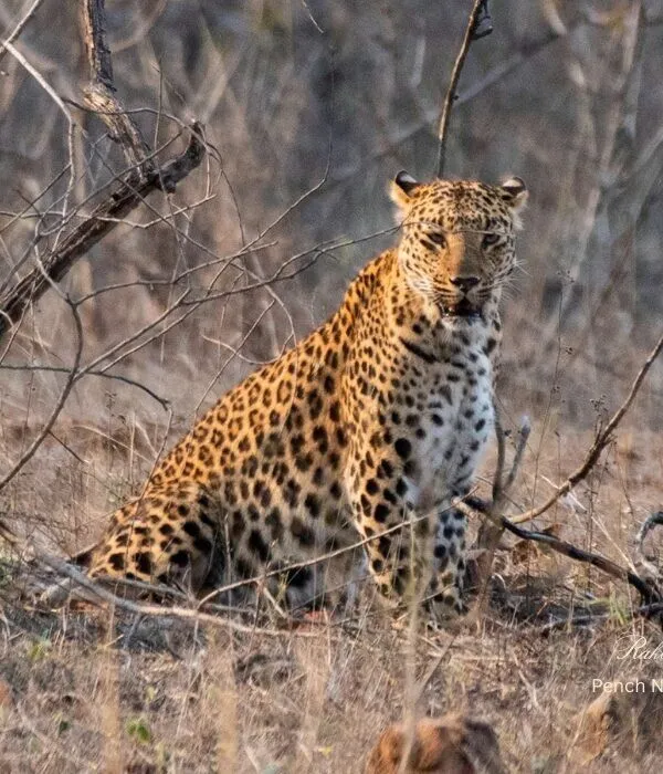 Indian leopard sitting alertly in dry forest at Pench National Park, Madhya Pradesh, India