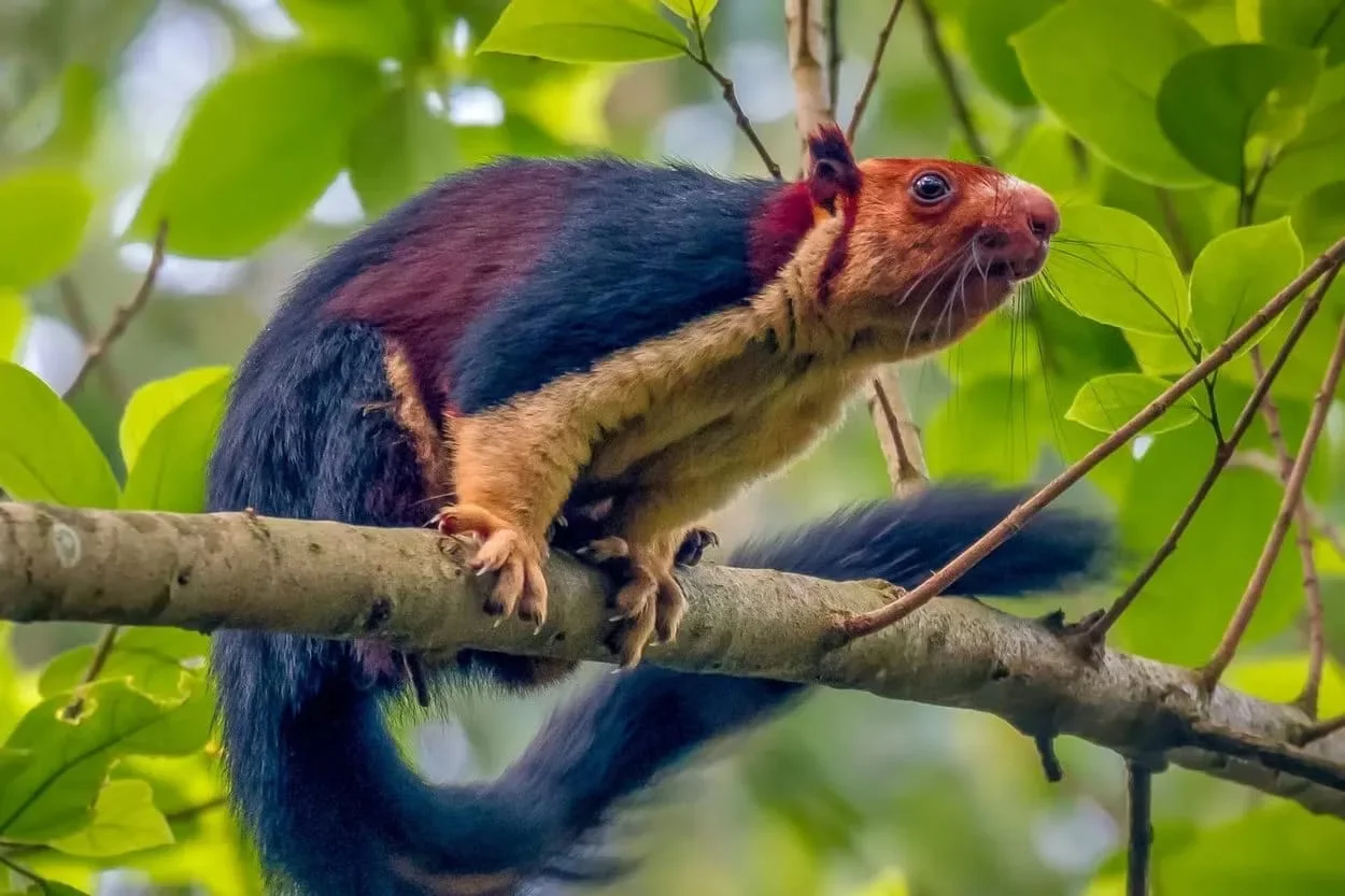 Malabar giant squirrel with multi-colored fur perched on tree branch in Western Ghats forest, India endemic species wildlife photography