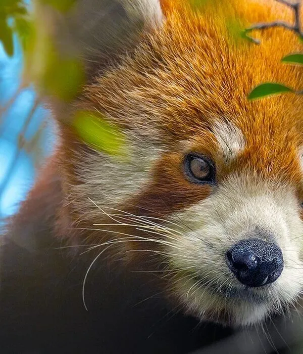 Intimate close-up of red panda face showing detailed orange fur, white whiskers, and expressive brown eyes