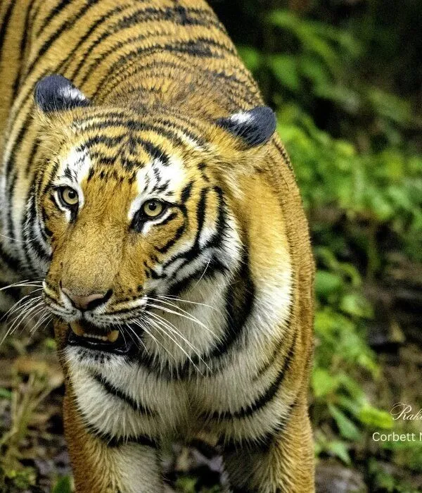 Royal Bengal tiger close-up portrait walking through forest at Corbett National Park, Uttarakhand, India