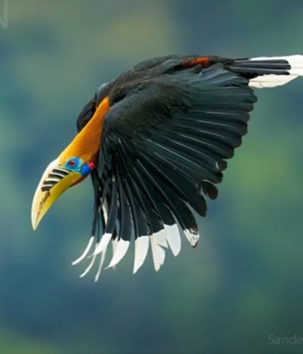 Great Hornbill in flight displaying distinctive yellow casque and black-and-white plumage