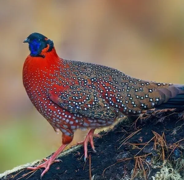 Male Satyr Tragopan pheasant with vibrant red breast, blue face, and white-spotted plumage perched on moss-covered branch