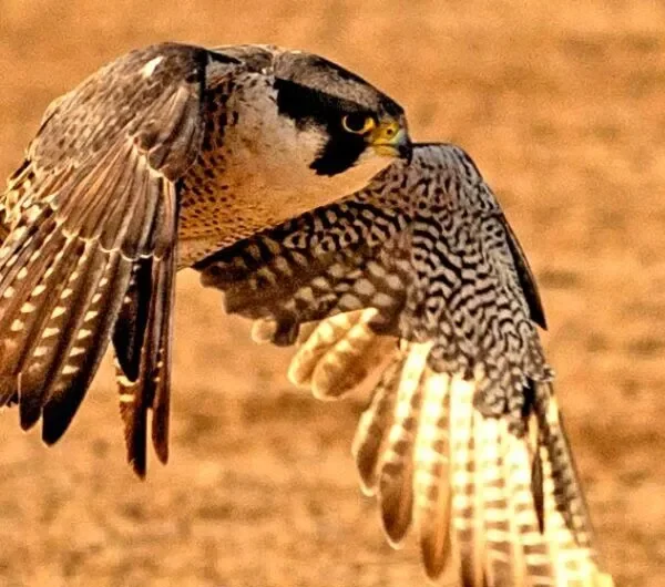 Peregrine falcon in flight displaying distinctive barred plumage patterns against golden background