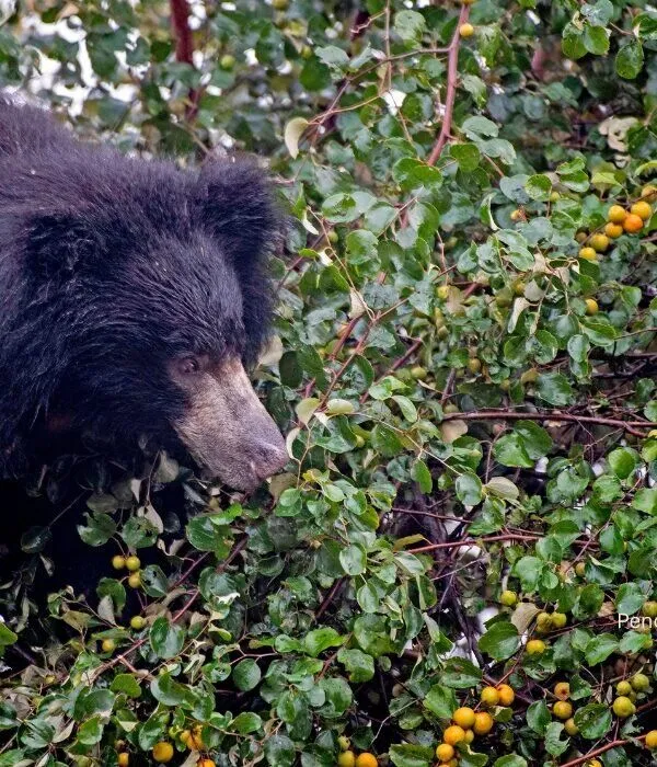Sloth bear feeding on wild berries in Pench National Park during India wildlife safari tour