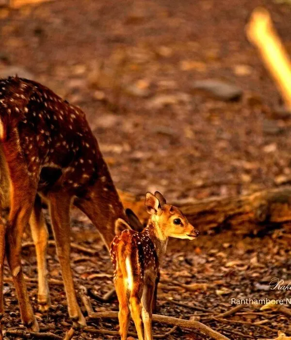 Chital spotted deer mother with young fawn at Ranthambore National Park, Rajasthan, India