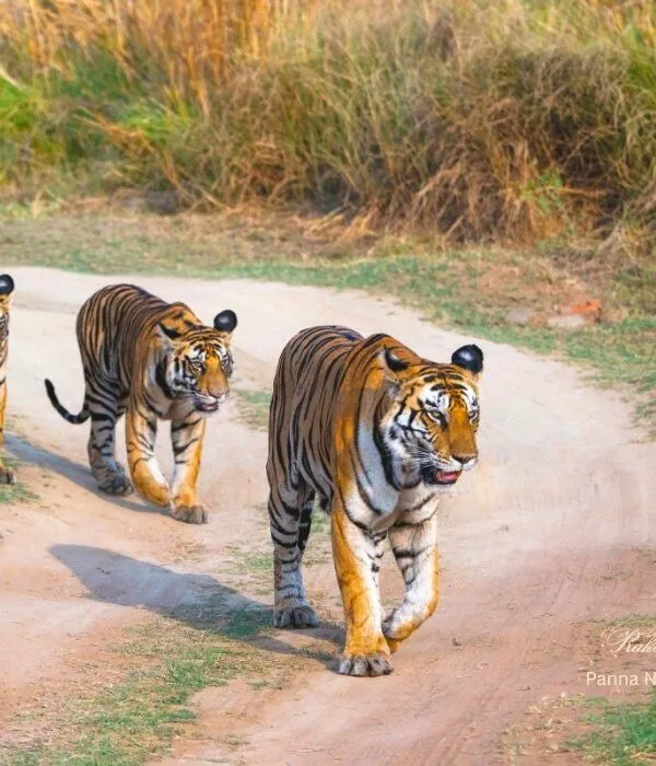 Bengal tiger family walking on dirt safari road at Panna National Park, Madhya Pradesh, India