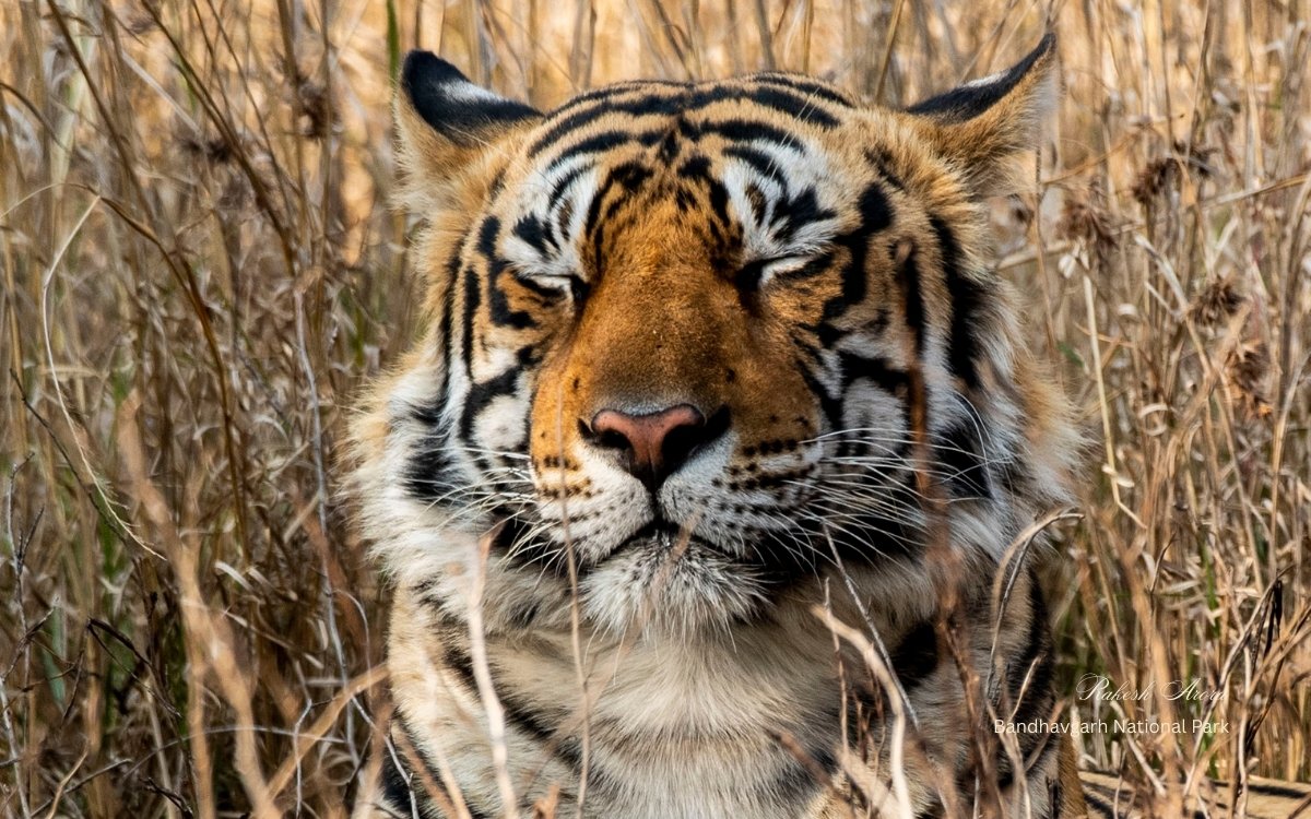 tiger-in-bandhavgarh-national-park