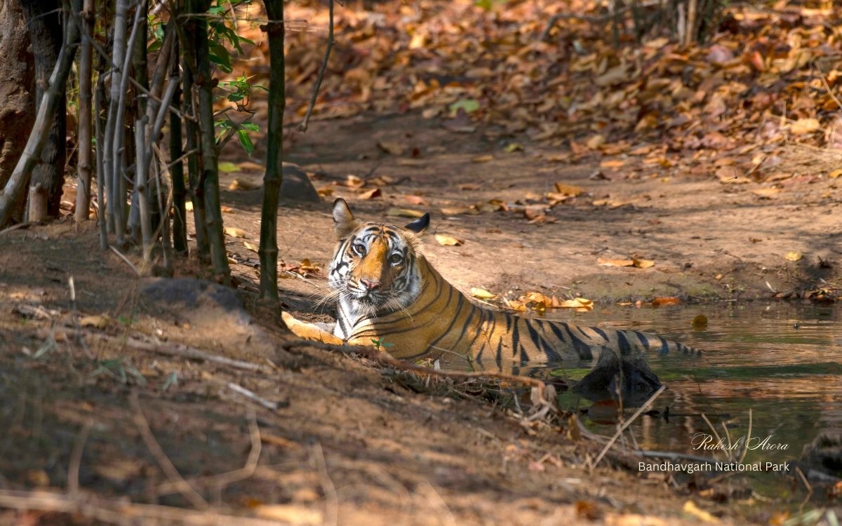 tiger-in-lake-in-bandhavgarh-national-park