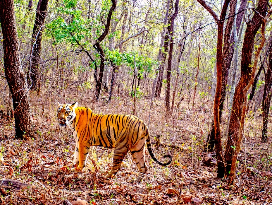 Tiger in Panna national park tiger circuit tour from australia to india