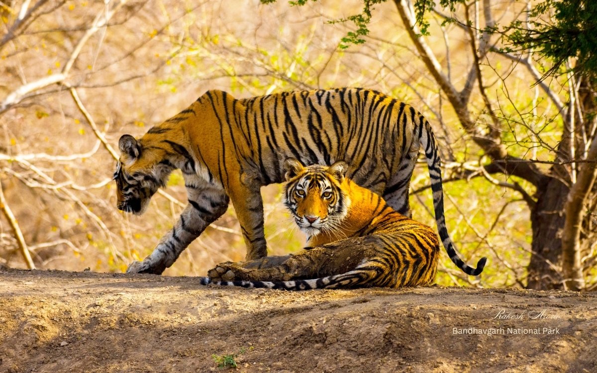 two-tiger-in-bandhavgarh-national-park