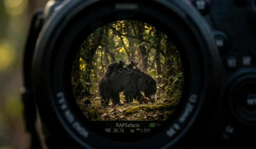 Wildlife Photography Guide: Capturing Bears & Leopards, RAPSafari- Australia