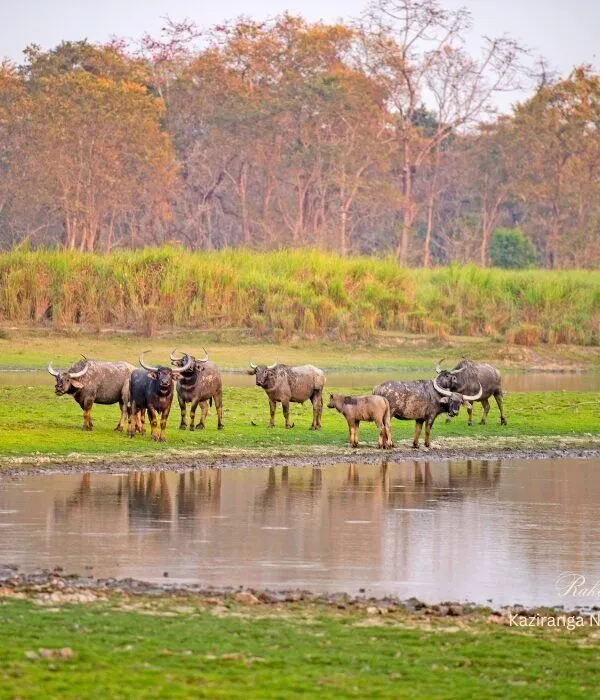 Herd of endangered wild water buffalo with calf by waterhole at Kaziranga National Park